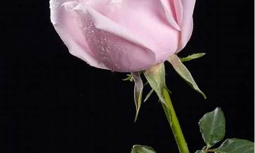 玫瑰花的含义和代表_玫瑰花的含义和代表花语