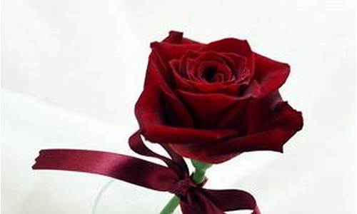 黑纸包红玫瑰的寓意_黑纸包红玫瑰的意思