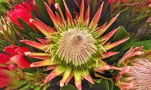 南非的国花_南非的国花叫什么名字