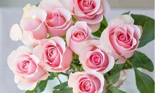 6朵粉玫瑰花语是什么_6朵粉玫瑰花语是什么意思呢