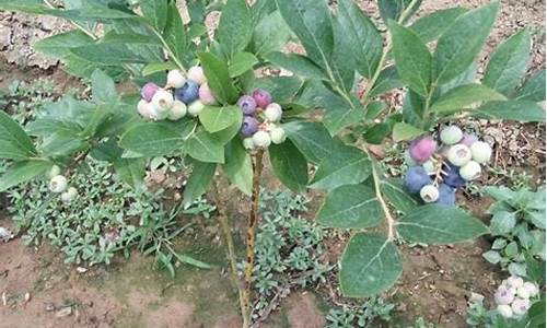 蓝莓树苗多少钱一棵_蓝莓树苗多少钱一棵三年苗